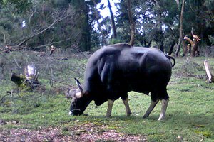 Bison inside kodaikanal observatory campus